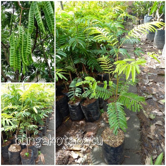

Bibit Tanaman Petai Jumbo Okulasi ( Cepat Beuah ) *