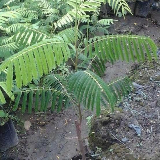 

bibit pete petai super *