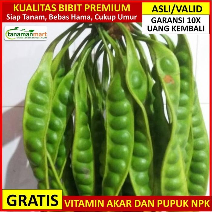 

Bibit Pete Asli Bergaransi, Pohon Buah Petai Okulasi Valid *