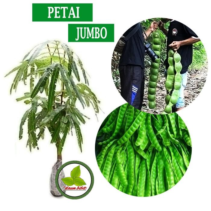 

Bibit Petai Jumbo Pete Jumbo Super *