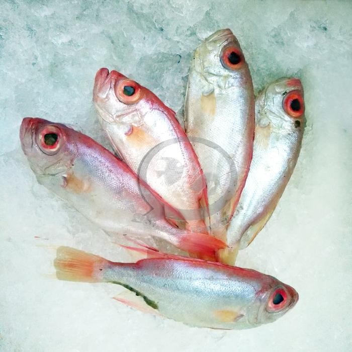

PastikanDikirimLgsg- Jual Ikan Mata Goyang segar per kg