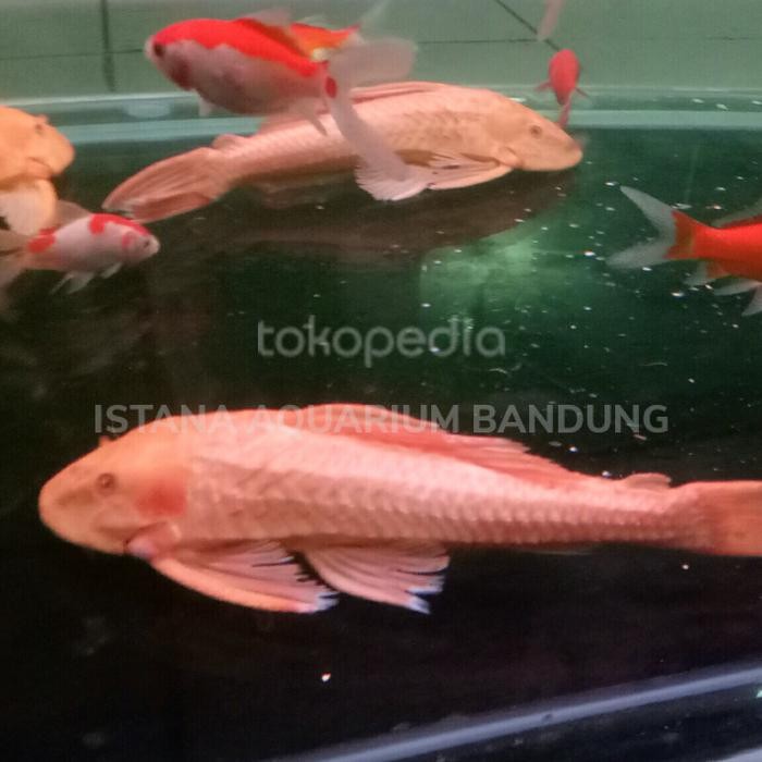 ikan sapu albino jumbo