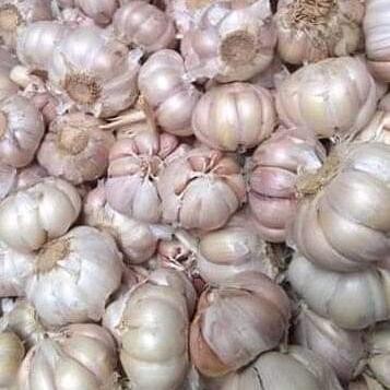 

New Bawang putih sinco 1 kg