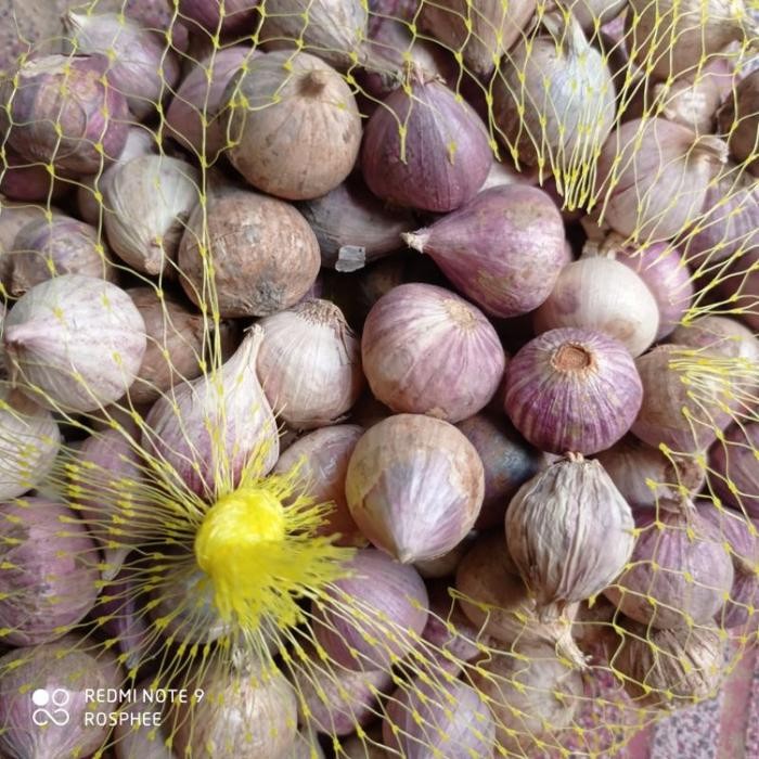 

BAWANG PUTIH TUNGGAL/LANANG 1KG FRESH TERLARIS!!!