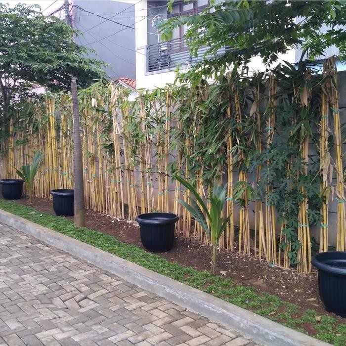 Evergreeeen !!! Pohon Bambu Kuning Tinggi 1 - 2 Meter Tanaman Bambu Kuning