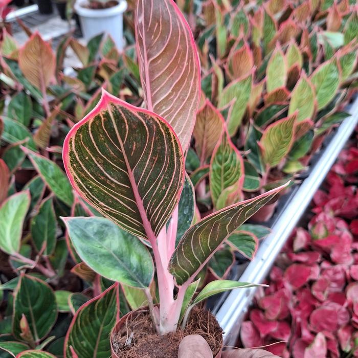 Evergreeeen Aglonema Lipstik Peterpan