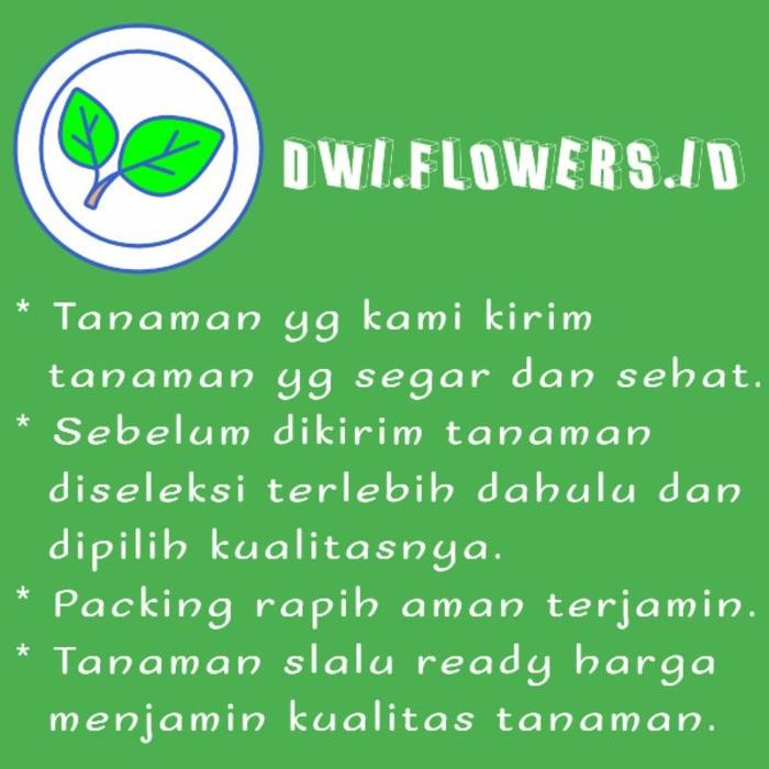 Evergreeeen Tanaman Hias Alocasia Parasol Tanaman Hidup Caladium Alokasia Parasoll