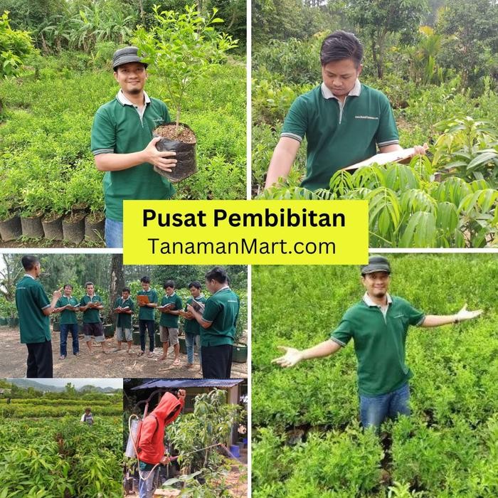 Evergreeeen Bibit Mangga Chokanan Asli Bergaransi, Pohon Mangga Cokanan Valid