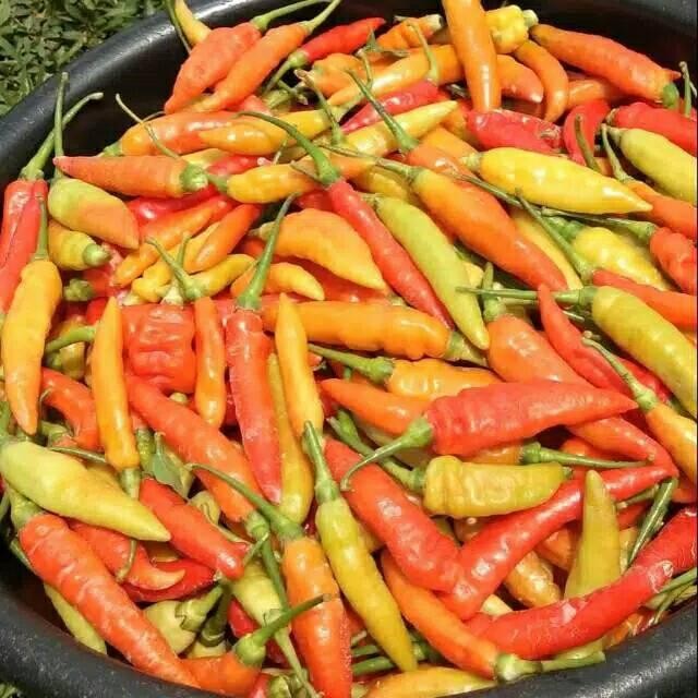 Evergreeeen Benih Cabe Rawit Unggul Mahkota 10 Gram