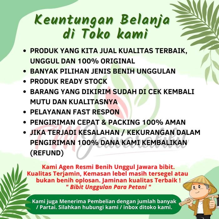Evergreeeen Benih Sayur Sawi Box Giran F1 Isi 5 Gram Produk Unggul Jawara