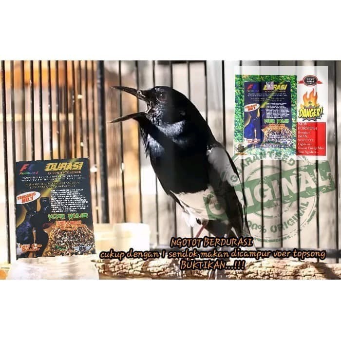 Voer F1 Durasi Pakan Wajib Lomba Burung Murai
