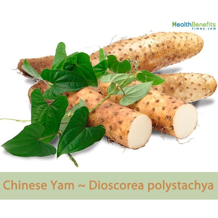 

BnyKBonusBelidiMari- LOLA Ubi Talas Segar Huai San Chinese Nagaimo Yam 1/2 kg 500 gr