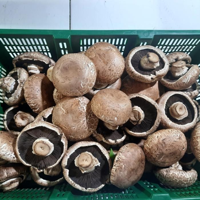

BnyKBonusBelidiMari- jamur portobello 500 gram