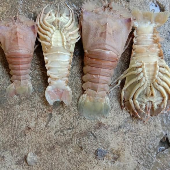 

PastiFreShNya- udang kipas frozen 1kg