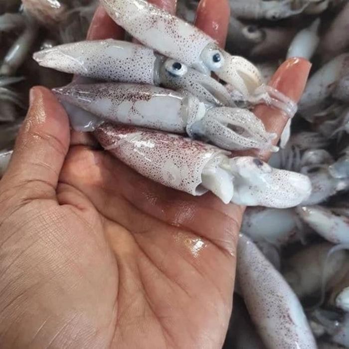 

PastiFreShNya- Cumi Cumi Kecil Isi 20~ 35 Segar Berkualitas - 1 Kilogram