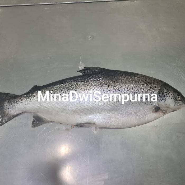 

PastiFreShNya- Salmon Utuh Tasmania Sashimi Grade 1 Ekor
