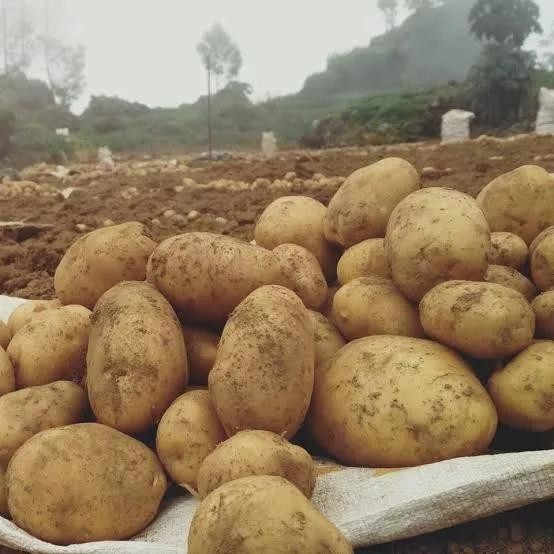

BnyKBonusBelidiMari- kentang super 1 kg