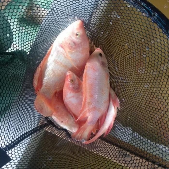 

PastiFreShNya- Ikan Nila Hidup 1kg isi 4-5