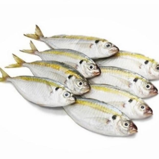 

PastiFreShNya- IKAN SELAR SEGAR