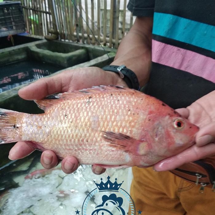 

BnyKBonusBelidiMari- IKAN NILA SEGAR (bukan Frozen) 500gr/1kg FREE DIBERSIHKAN