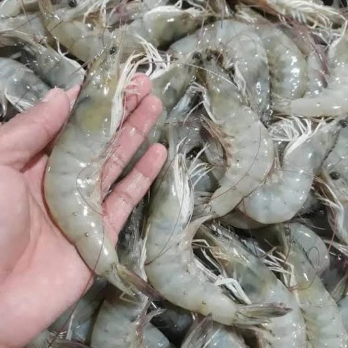 

BnyKBonusBelidiMari- Udang Vename Ukuran Besar 1kg