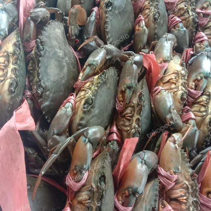 

PastiFreShNya- kepiting bakau telur fresh
