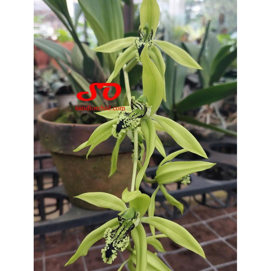 Terlaris [ DEWASA ] Coelogyne Pandurata Anggrek Hitam Borneo
