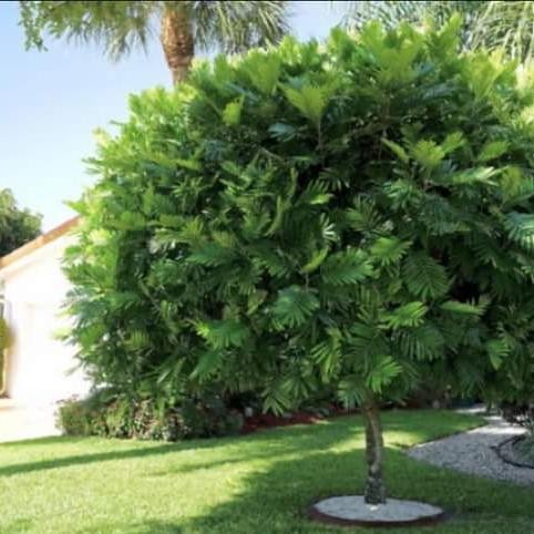 Terlaris tanaman kiara payung pinisium tinggi 2-3 meter pohon peneduh pelindung