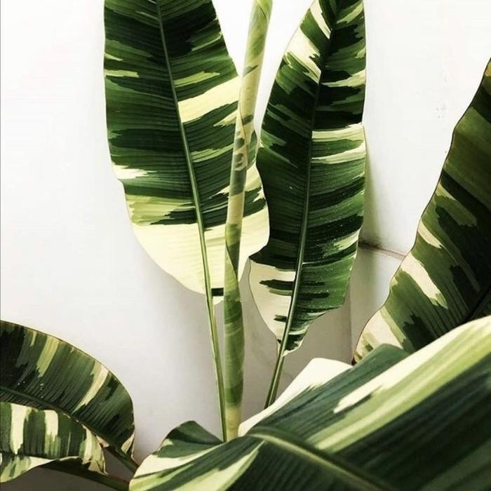 Terlaris Ae Ae Musa Florida Paradisiaca Variegated Pohon Pisang Varigata Baby