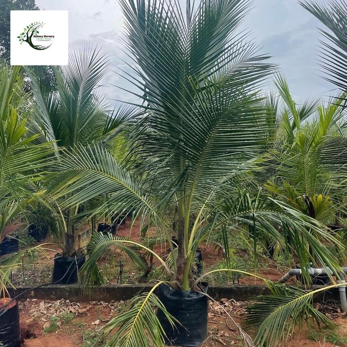 Terlaris Bibit pohon kelapa gading hijau / pohon kelapa gading tinggi 1-1,5 meter / pohon sudah siap