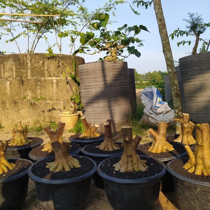 PREMIUM bahan bonsai anting putri prokar the max jumbo