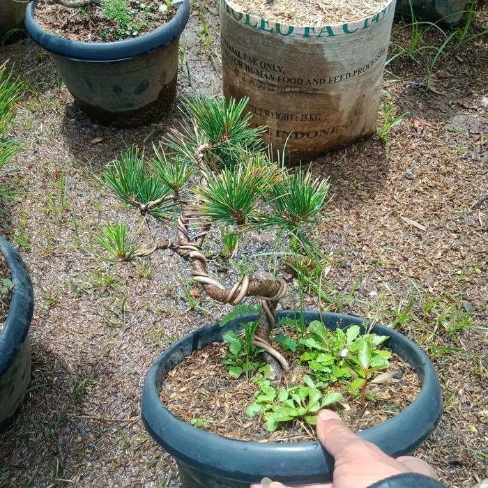 PREMIUM bonsai japanese black pine