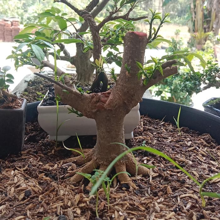 PREMIUM bonsai anting putri bogel prokar prospek