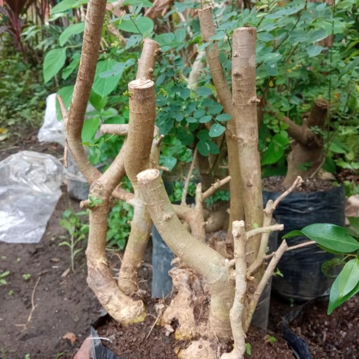 PREMIUM bahan bonsai serut jumbo dongkelan
