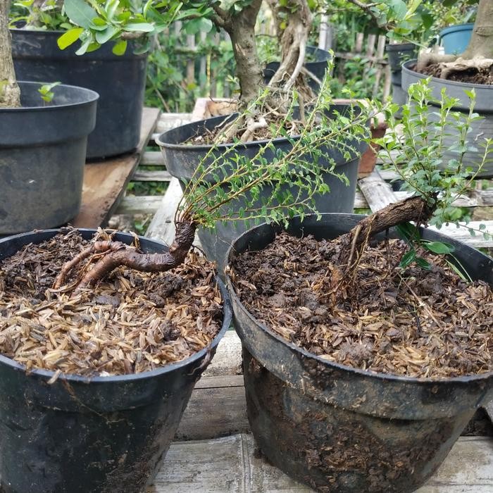 PREMIUM Bahan Bonsai Ulmus Super Micro Impor