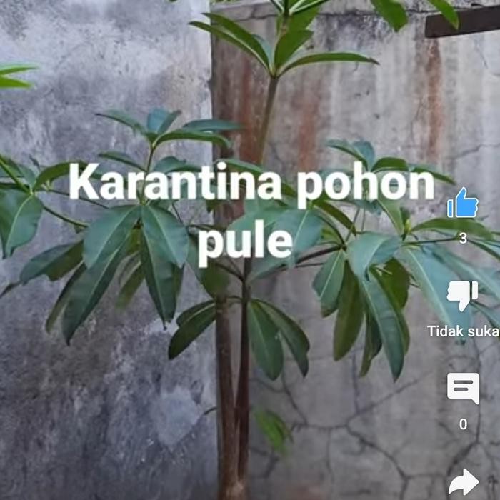 PREMIUM bonsai pule dogklak pohon pule