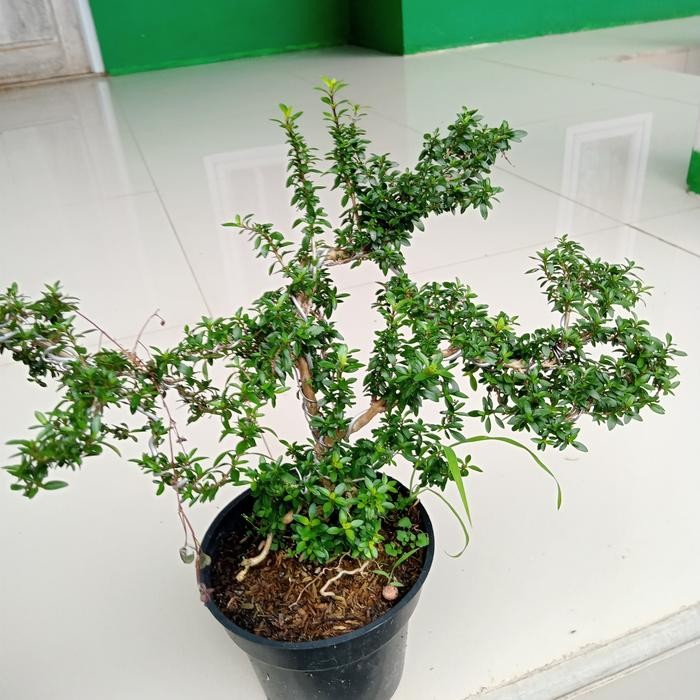 PREMIUM tanaman bonsay mini tanaman serut tanaman bonsai