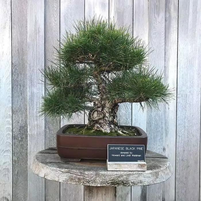 PREMIUM Benih Biji Japanese Black Pine Pinus Thunbergii/ Biji Bonsai Pinus