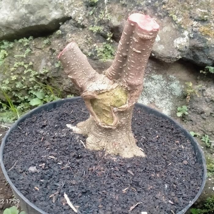 PREMIUM bahan bonsai anting putri prokar prospek bogel