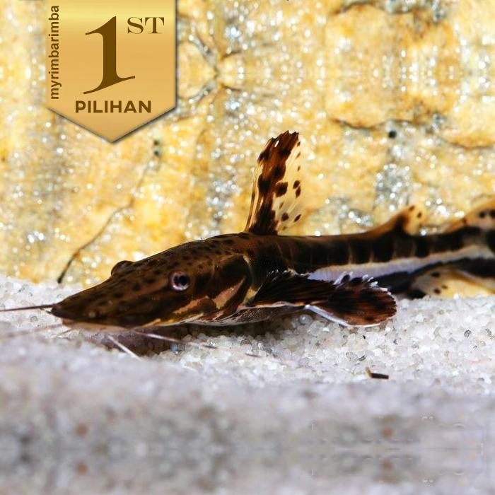 PREMIUM Tiger Shovelnose Catfish ( TSN ) Ikan Hias Predator Hiasan Aquarium