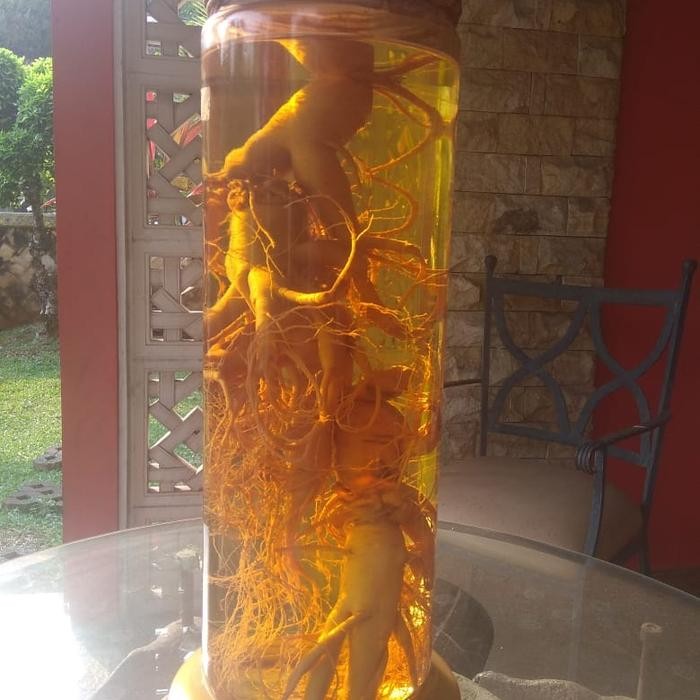 Ginseng Korea Hidup Asli