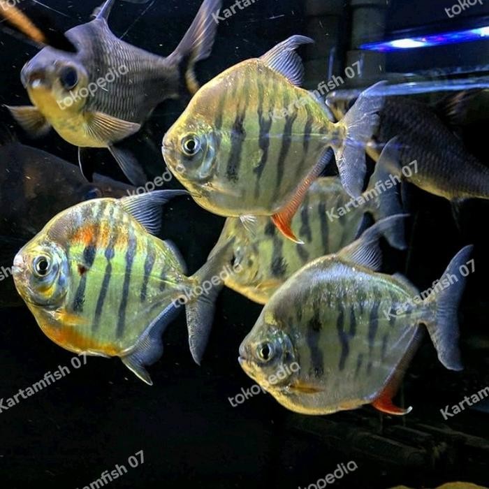 Pawretty- Metynnis fasciatus