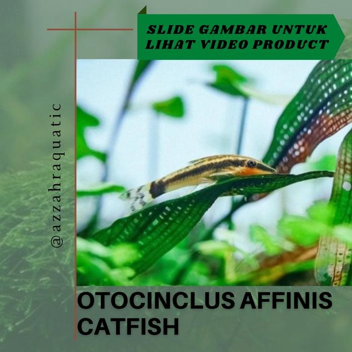 Pawretty- Otocinclus Affinis / Otto Algaeater - Ikan Pembersih Alga Aquascape