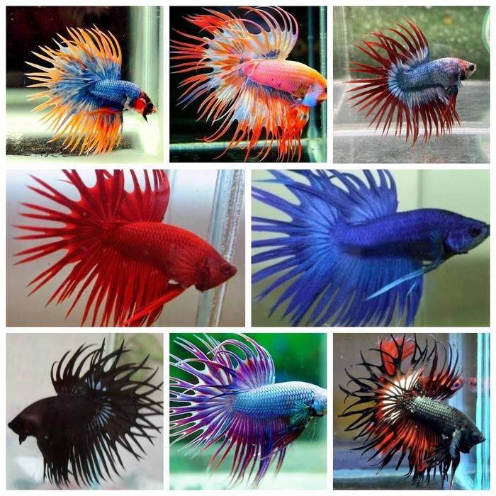 Pawretty- cupang sepasang / cupang serit crowntail sepasang siap KUA
