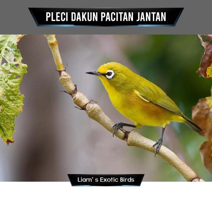 Pawretty- Burung Pleci Dakun Pacitan Pilihan Jantan Rawatan