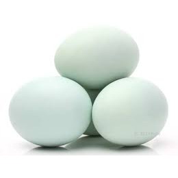 

Telur Bebek / Duck Egg