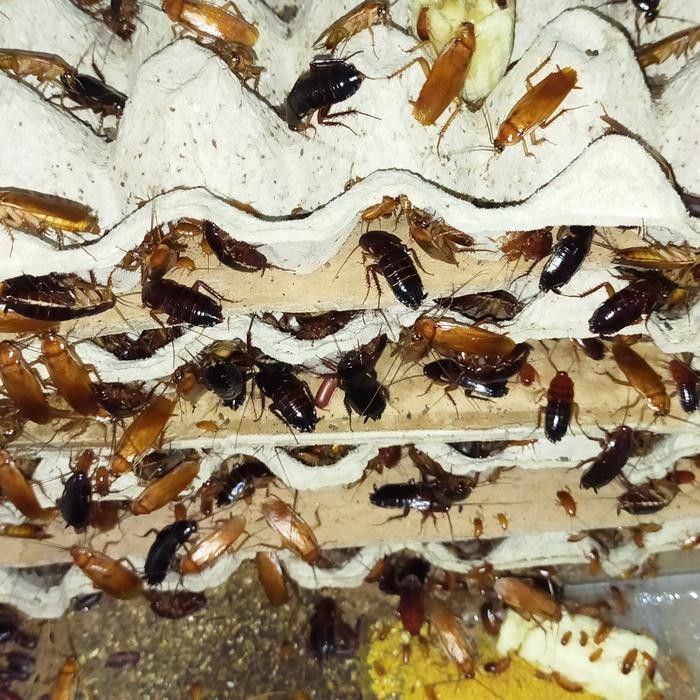 Meowz- Kecoa Turkish (Blatta Lateralis/Red Runner)