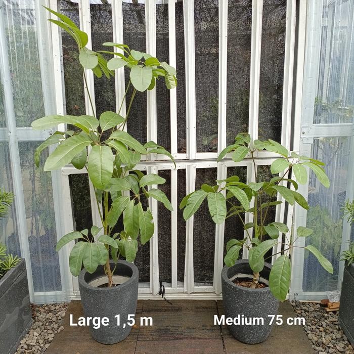 Tanaman Hias Indoor Walisongo Ukuran Besar