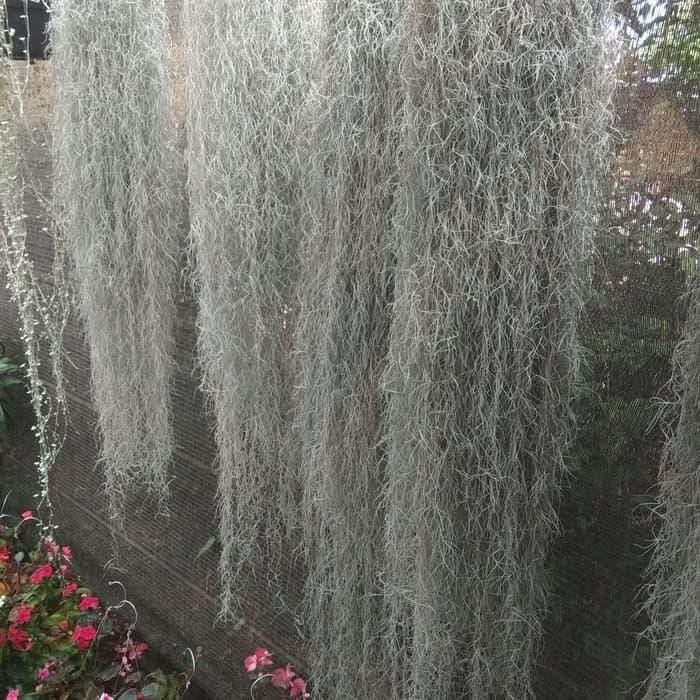 Tanaman Jenggot Musa