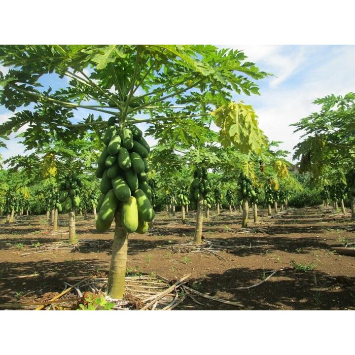 Benih Bibit Pepaya California ( Calina Ipb )